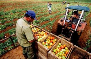 Inspección laboral agraria 2026